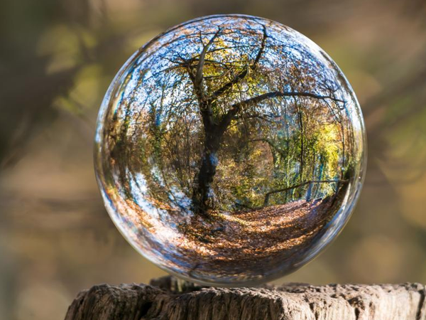Glaskugel mit Baum als Spiegelung